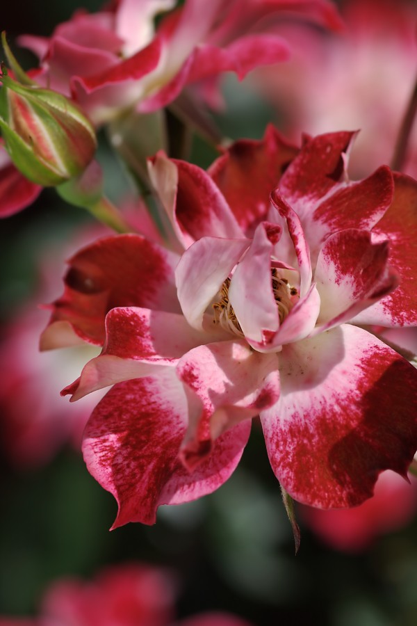 Carpet Roses Red by Joy Watson